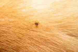 Lyme Disease Transfered By Ticks