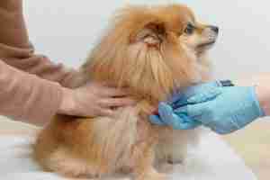 Titer Blood Test For Antibodies