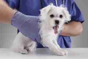 Kennel Cough Checkup