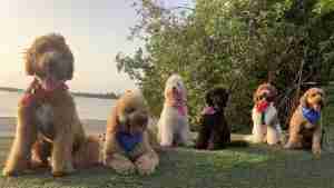 Goldendoodle love