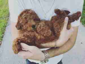 Goldendoodle puppy